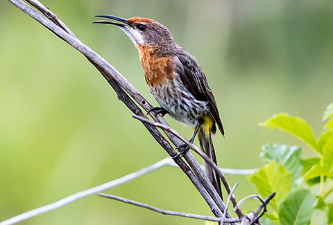 Gurneys Sugarbird